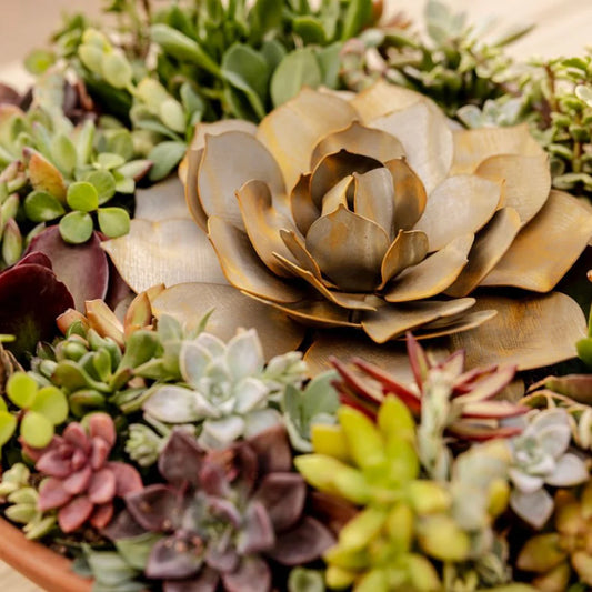 BLUE ROSE SUCCULENT