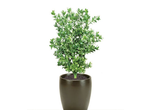 LARGE LEAF BOXWOOD