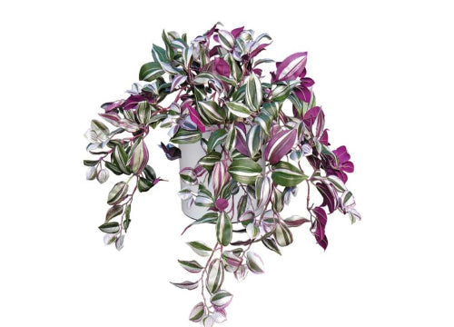 WANDERING JEW VINE