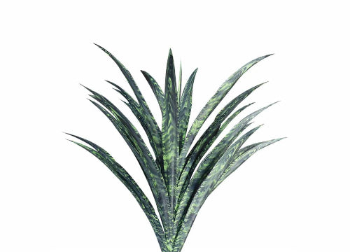 BLACK CORAL YUCCA