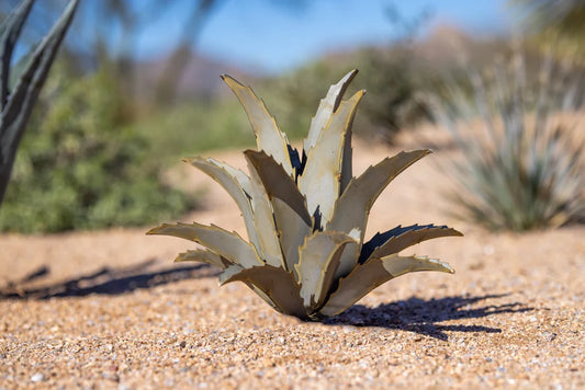 AMERICANA AGAVE