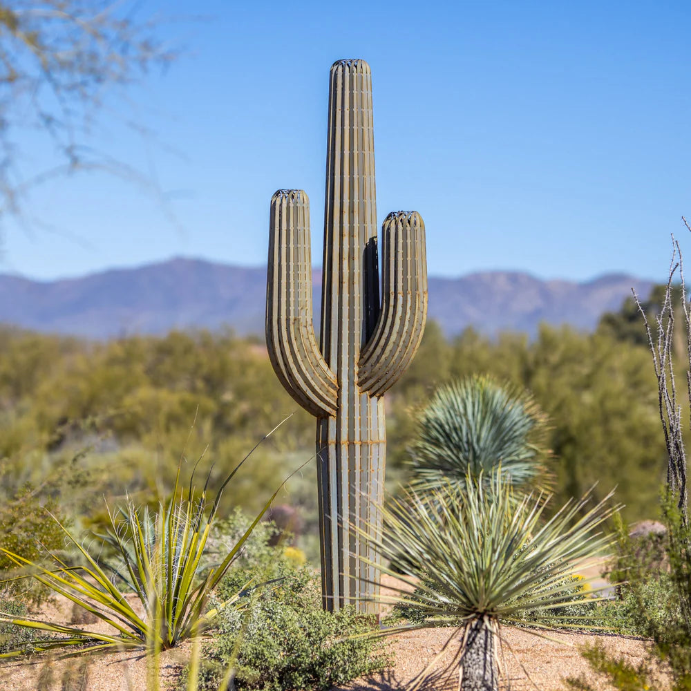 SAGUARO CACTUS