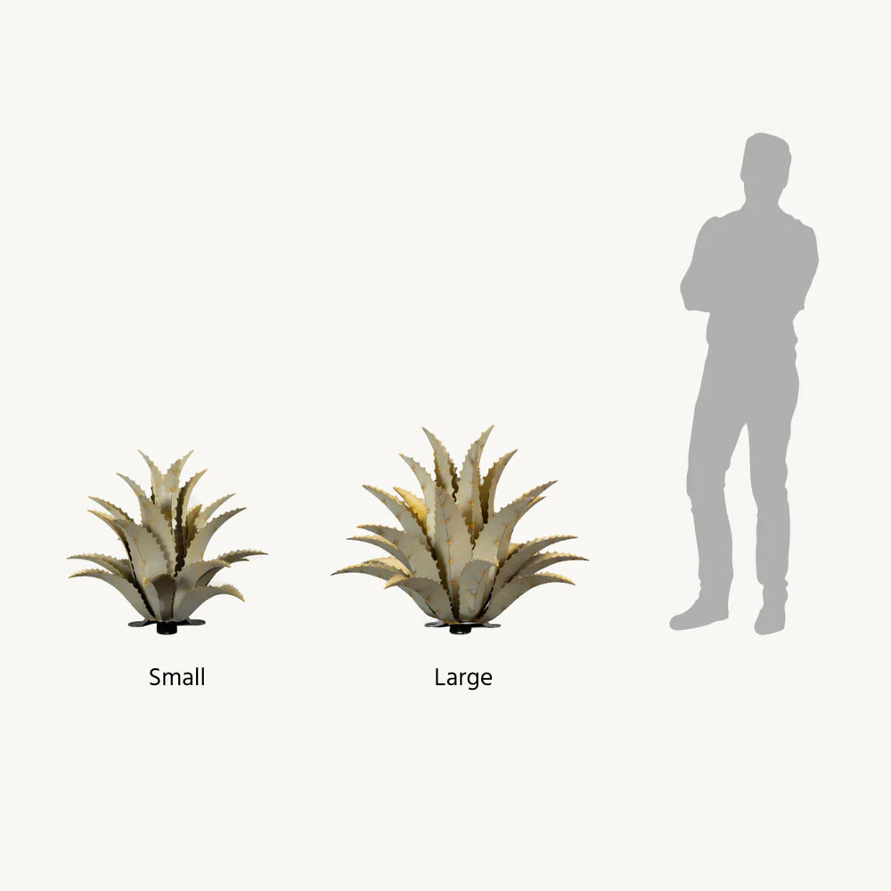 SAWTOOTH AGAVE