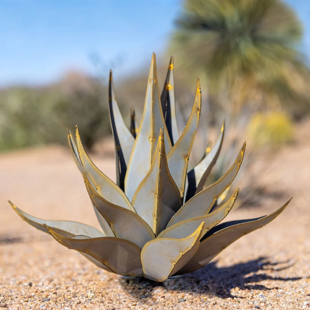 SHARKSKIN AGAVE